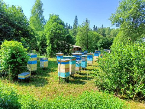 Ранний старт медосбора в Томской области!